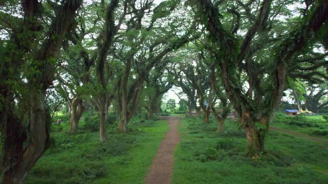 Aerial view of flying through the green lush jungle forest. Mystical forest trail with towering trees creating an enchanting and magical atmosphere. East Java, De Djawatan Forest