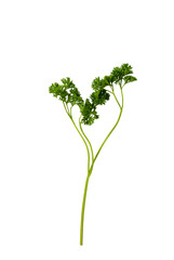 Fresh parsley sprigs isolated on white background