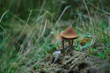 In the pine forest, toadstool mushrooms