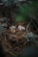 In the pine forest, toadstool mushrooms