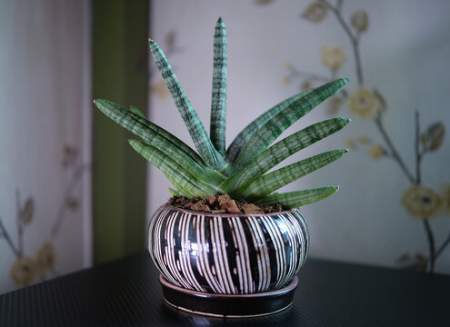 The Sansevieria stuckyi in  pot is an auspicious plant of Thailand since ancient times, which enhances prestige.