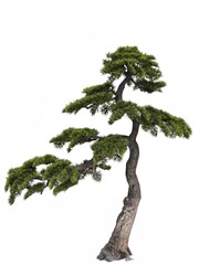Bonsai tree isolated on white background with copy space.