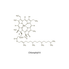 Chlorophyll B flat skeletal molecular structure Colouring agent treatment. Vector illustration scientific diagram.