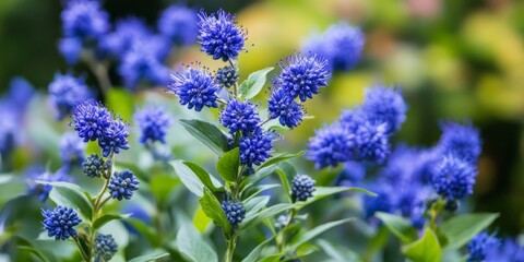 Fototapeta premium Caryopteris clandonensis is widely known as Bluebeard, a name that highlights its distinctive features and characteristics as a notable plant.