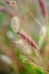 A grass with red spikes in the gentle sunlight
