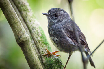 North Island Robin, also known as toutouwai, perched on tree branches. Wellington.