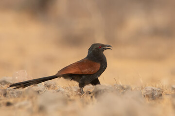 red-winged blackbird