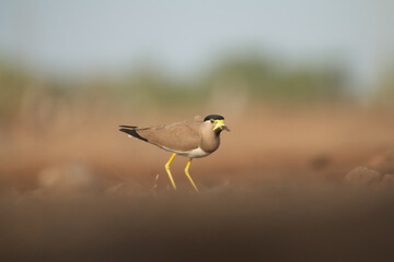 The Yellow Lapwing on a grass