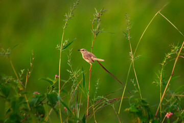 bird in the grass