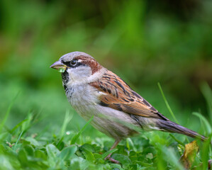 House Sparrow (Passer domesticus) with green grass on its beak.