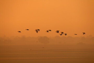 birds on sunset