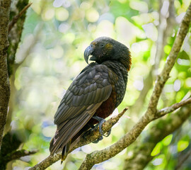 New Zealand Kaka perched on a tree branch. Wellington.