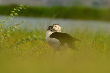duck in the grass