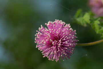 flower of a thistle