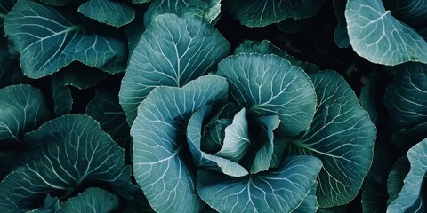 Obraz premium Close up of a vegetable plant featuring large cabbage leaves, showcasing the intricate details and vibrant color of the cabbage plant in a natural setting. Perfect for vegetable gardening themes.