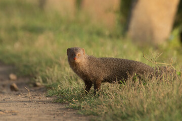 The Mongoose crossing 