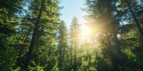Obraz premium Vibrant green pine forest under bright sunlight, showcasing sun rays and lens flare filtering through the branches of tall green pine trees, creating a serene and picturesque atmosphere.