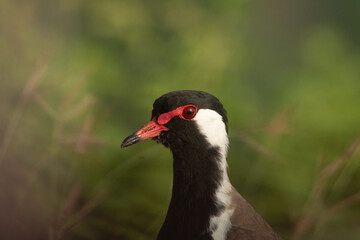 The Red walted lapwing.
