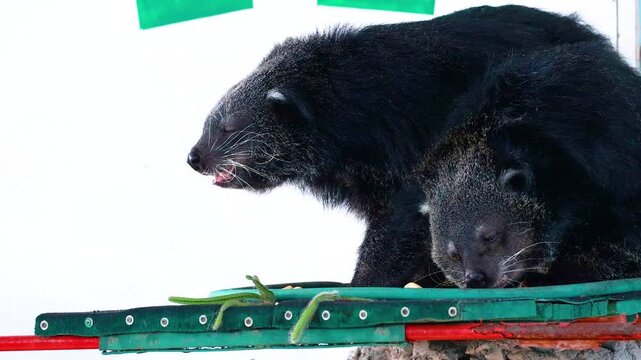 Binturongs at Korat Zoo Interaction