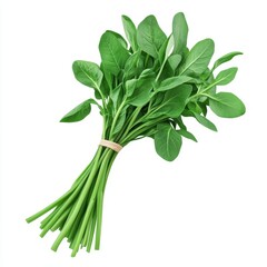 Obraz premium vegetable. vegetables. water spinach on white background. water spinach