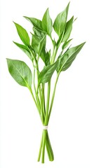 Fototapeta premium water spinach. water spinach on white background