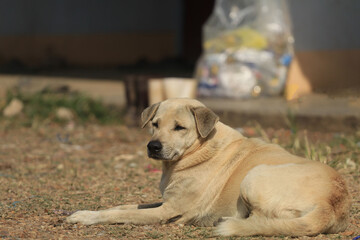 The stray dog ​​is sunny on the ground, the pebbles on the cold day in the morning, the weather is cold for warmth.