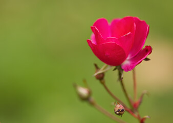 pink rosebud opening surrounded by a green background, pink rose in full bloom, beautiful rose and buds, blossom with green surrounding
