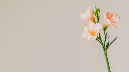A single pastel peach freesia against a light taupe background, close-up shot, Minimalist style
