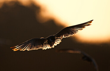 bird in flight