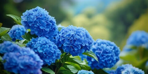 Blue hydrangea blooms vibrantly between the late rainy season and early winter on the highland, showcasing the beauty of blue hydrangea during this enchanting seasonal transition.