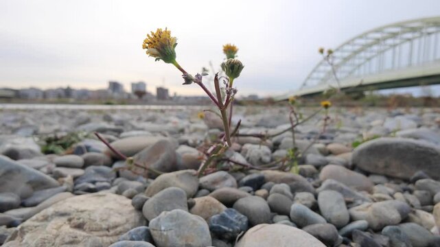 河原の雑草
