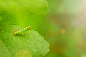 grasshopper on leaf