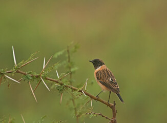 The Stonechat on a branch