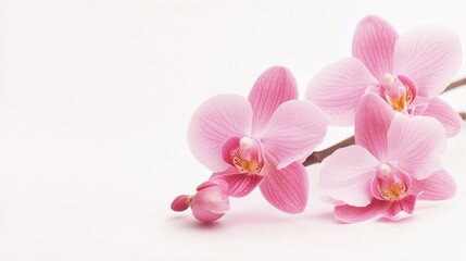 A delicate arrangement of pink orchids against a soft background, banner.