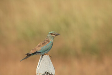 The European Roller on the rock