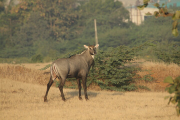 The blue bull in the grassland.