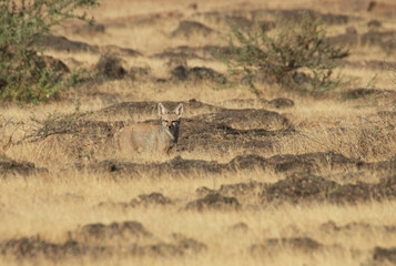 The Bengal fox in the grassland.