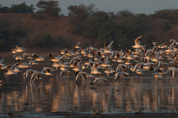 Flock of gulls flying.