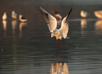 seagull in flight