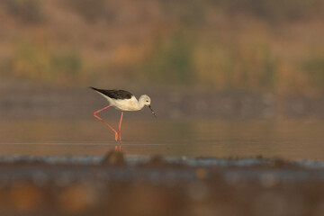 winged stilt
