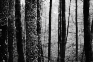 Obraz premium A serene forest scene captured in black and white