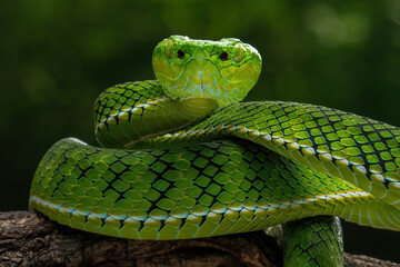Trimeresurus gunaleni or Gunalen's pitviper is a species of venomous pit viper endemic to Sumatra, Indonesia.