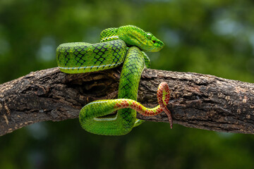 Trimeresurus gunaleni or Gunalen's pitviper is a species of venomous pit viper endemic to Sumatra, Indonesia.