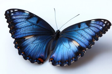 Fototapeta premium A blue butterfly sits on a white surface, its delicate wings and body visible in detail
