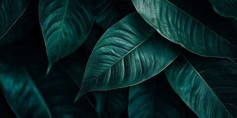 Close up nature view showcasing the intricate texture of a green leaf, creating a striking dark wallpaper concept that highlights the beauty of a tropical leaf in its natural environment.