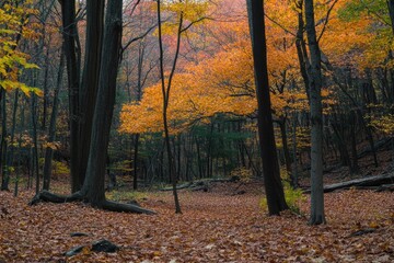 Fototapeta premium Lush forest with tall trees and abundant leaf coverage, ideal for nature or outdoor-themed projects