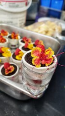 Food mousse in glass 