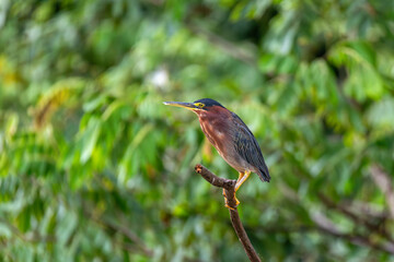 The little blue heron (Egretta caerulea), small heron of the genus Egretta, Refugio de Vida Silvestre Cano Negro, Wildlife and bird watching in Costa Rica.