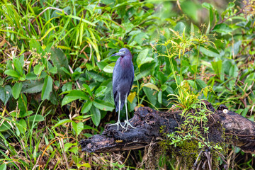 Naklejka premium The little blue heron (Egretta caerulea), small heron of the genus Egretta, Refugio de Vida Silvestre Cano Negro, Wildlife and bird watching in Costa Rica.