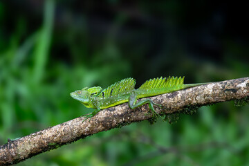Plumed green basilisk (Basiliscus plumifrons), sitting on branch protruding from water, rainy tropical weather with raindrops in water. Refugio de Vida Silvestre Cano Negro, Costa Rica wildlife .